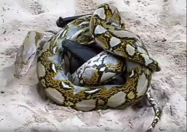 Deadly Python and Bat in Brutal Fight for Survival...Then This Happened (Watch Video)